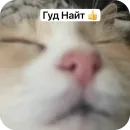 Стикер Cats memes