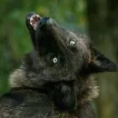 Wolfs