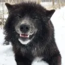 Стикер Wolfs