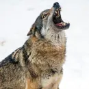 Стикер Wolfs
