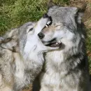 Стикер Wolfs