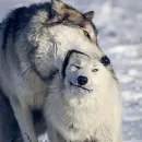 Стикер Wolfs