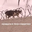 кыш от моих стикеров