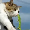 Стикер Hellcats