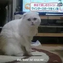 Стикер Антианиме