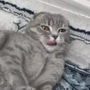 Стикер котики