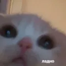 Котики