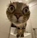 Стикер Котики