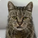 Стикер Cats | Котики