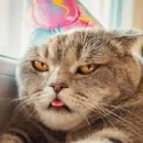 Стикер Cats | Котики