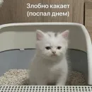 Стикер Cats | Котики