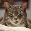 Стикер Cats | Котики