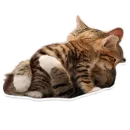 Animals Cute