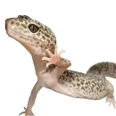 Стикер Animals world