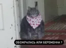 Стикер Memes | Мемы
