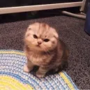 Стикер Котята