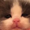 Стикер Котята