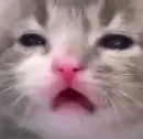 Стикер Котята