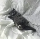Стикер Котята