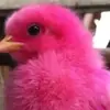 Стикер BIMBO ANIMALS