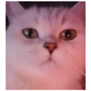 Стикер Cats