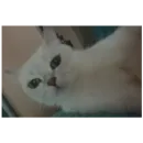 Стикер Cats