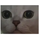 Стикер Cats