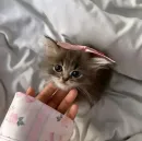 Стикер Котики и фразочки