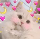 Стикер Котики и фразочки