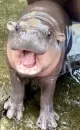 Стикер Бегемотик