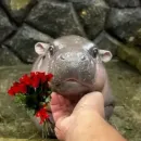 Стикер Бегемотик