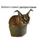 Стикеры Шлёпы