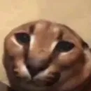 Стикер Стикеры Шлёпы