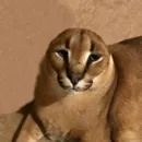 Стикер Стикеры Шлёпы