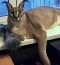 Стикер Большой Шлёпа