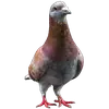 Голуби XL