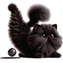 Черный котэ