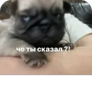 Стикер Бобры Добры