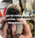 Стикер Бобры Добры