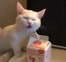 Стикер BOH, SONO IO