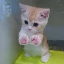 Стикер BOH, SONO IO