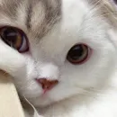 Стикер BOH, SONO IO