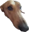 Жветны Боня