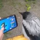 Бравіл