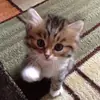 Стикер Cats