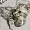 Стикер Cats