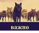 Стикер Be a wolf