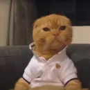 Стикер Bullshit
