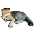 Стикер Busya Memes