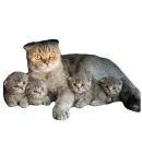 Стикер Busya Memes